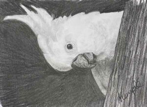 47. Cockatoo 2