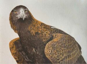 Wedge-tailed Eagle