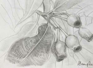 46. Gumnuts 2