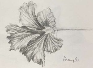 49. Hibiscus