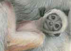 Monkey Baby – A5