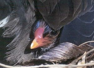 Moorhen – A5