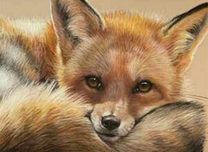 Red Fox