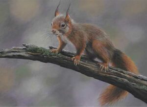 Red Squirrel