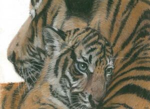 Tiger Mum – A5