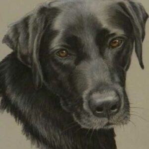 Black Dog pdf