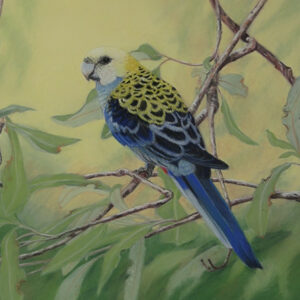 Rosella in Pitt pastel pencils